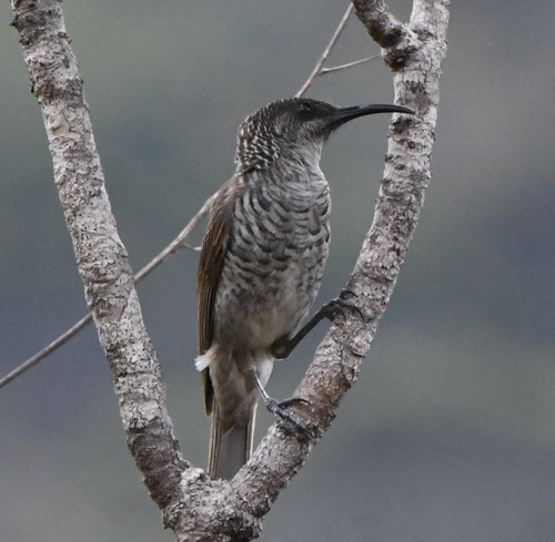 Barred Honeyeater (Gliciphila undulata), photo 2