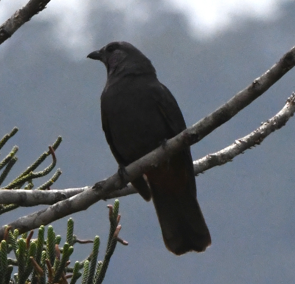 New Caledonian Cuckooshrike (Edolisoma anale), photo 1