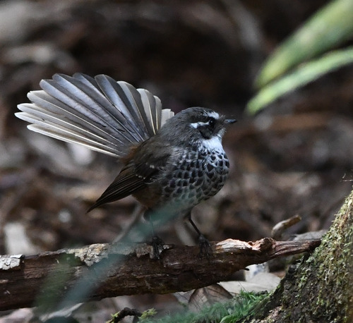 New Caledonian Streaked Fantail (Rhipidura verreauxi)