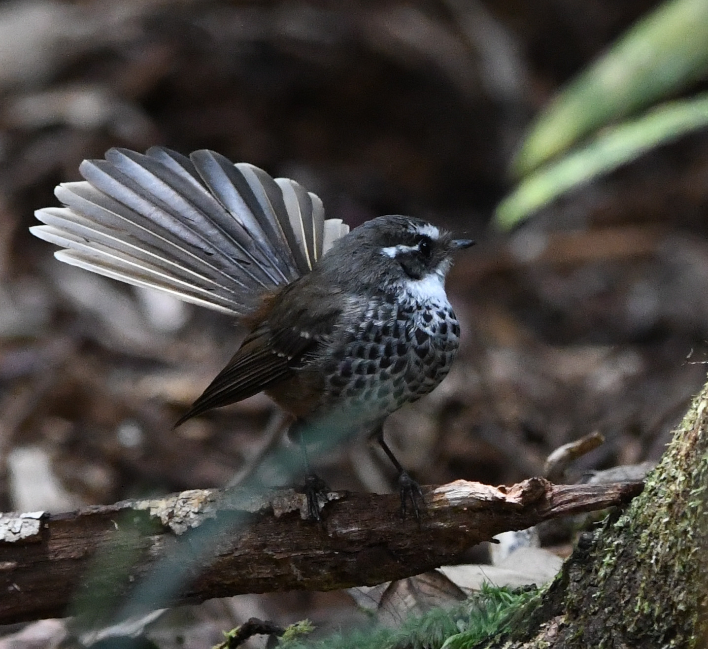 New Caledonian Streaked Fantail (Rhipidura verreauxi), photo 1