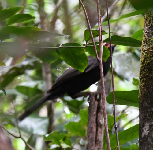 Crow Honeyeater (Gymnomyza aubryana)