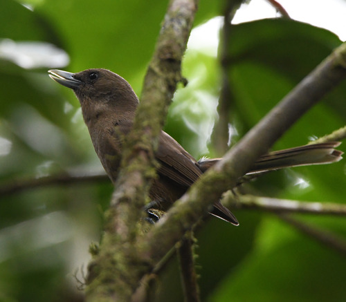 Southern Shrikebill (Clytorhynchus pachycephaloides)