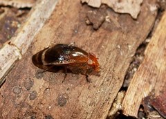 Depressa striatipennis