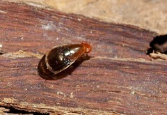 Depressa striatipennis