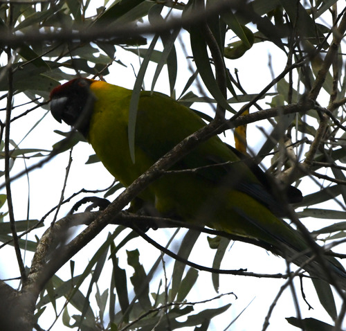 Horned Parakeet (Eunymphicus cornutus), photo 9