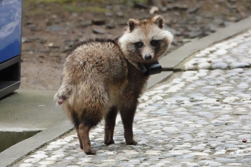 Chinese Raccoon Dog from 中国上海市松江区天鸡路天马山 邮政编码: 201602 on March 18, 2023 ...