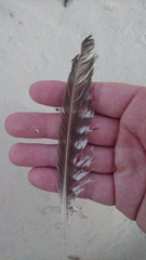 Numenius phaeopus variegatus