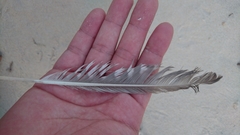 Numenius phaeopus variegatus