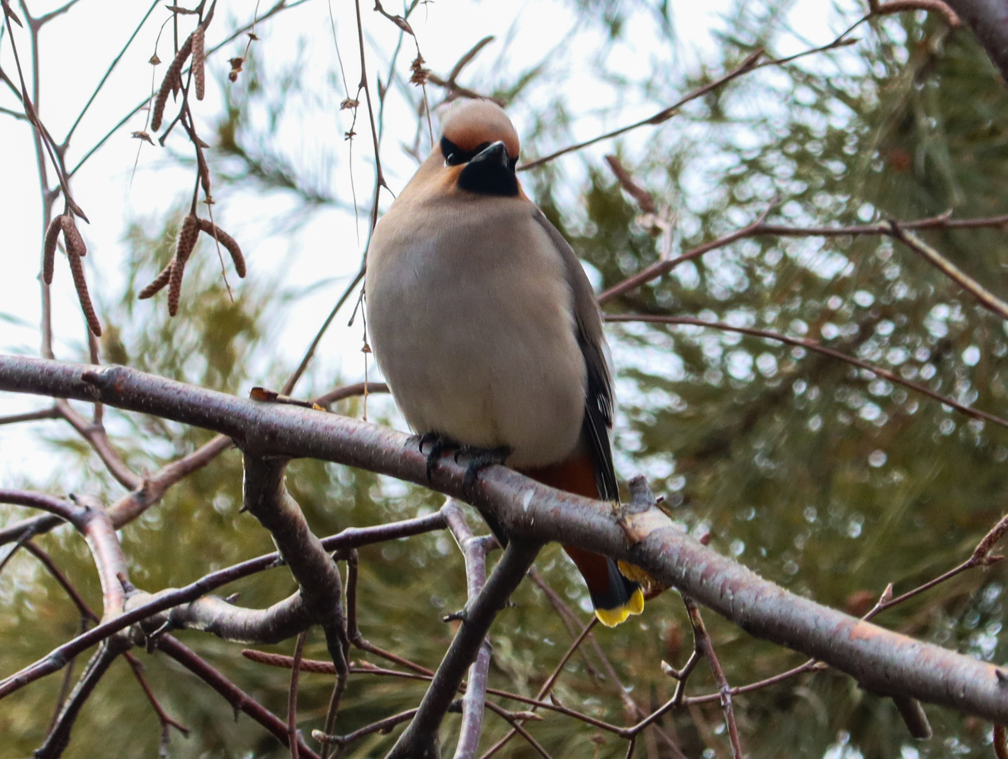 Bohemian Waxwing
