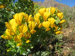 Rafnia globosa