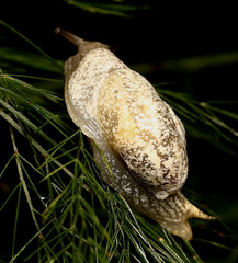 Urocyclidae