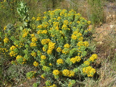 Rafnia globosa