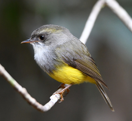 Yellow-bellied Flyrobin