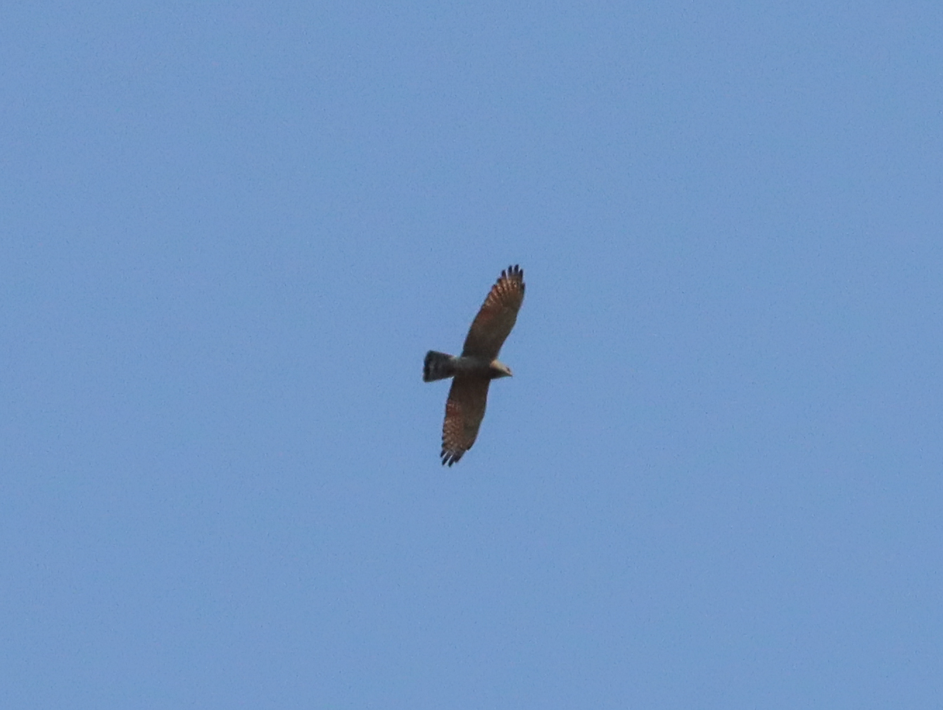 Grey-faced Buzzard
