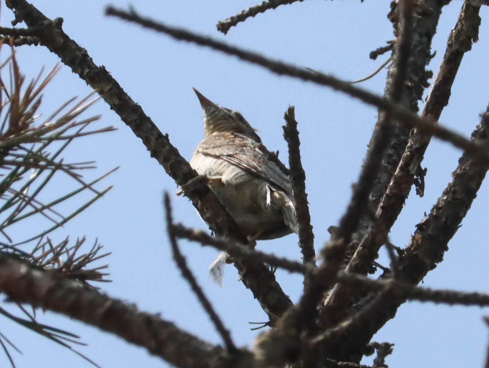 Eurasian Wryneck