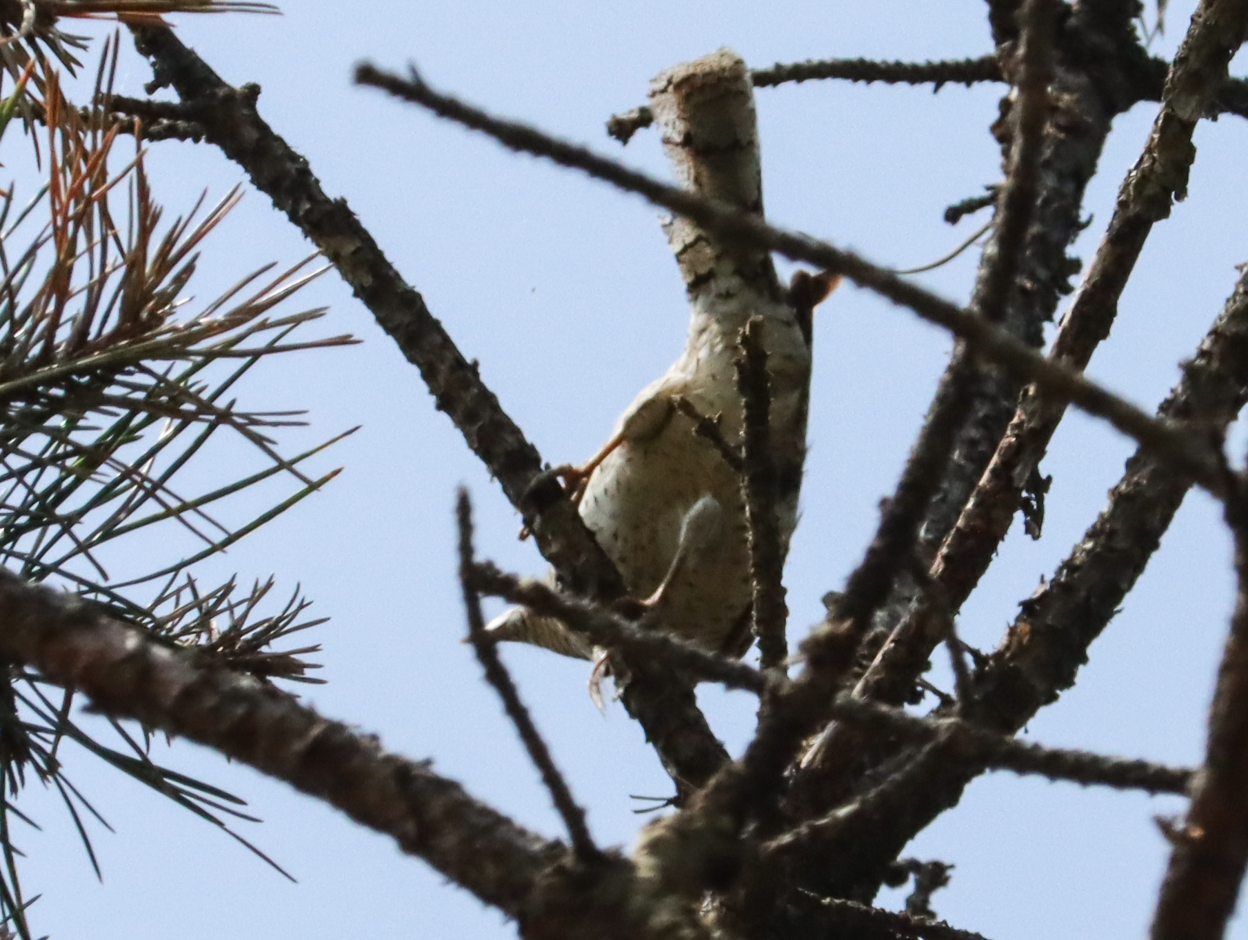 Eurasian Wryneck