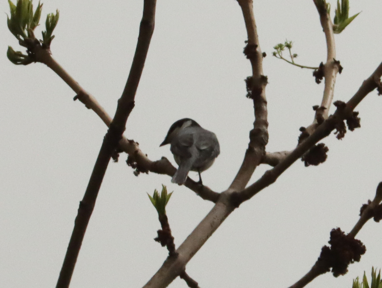 Ashy Minivet