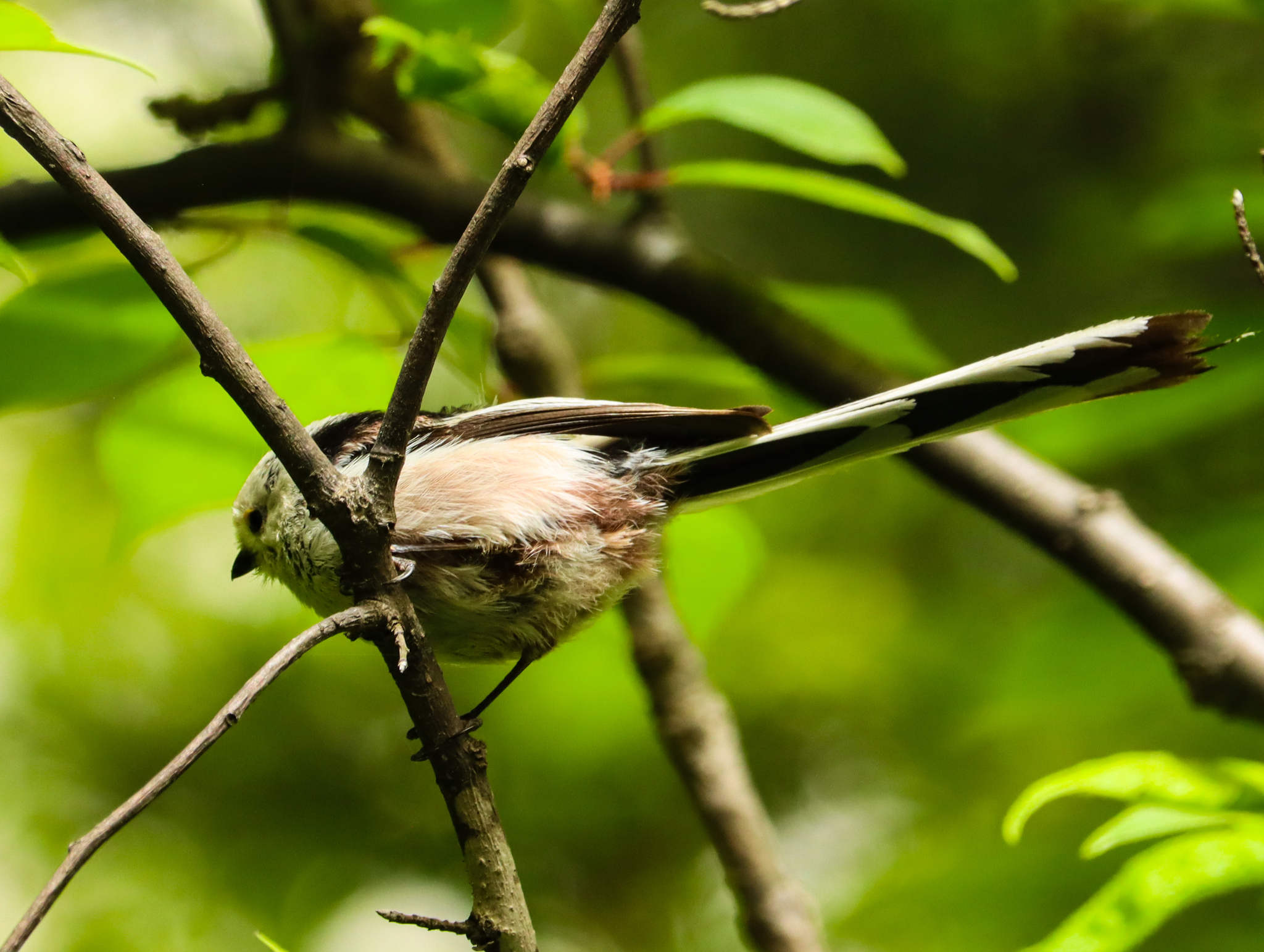 Long-tailed Tit