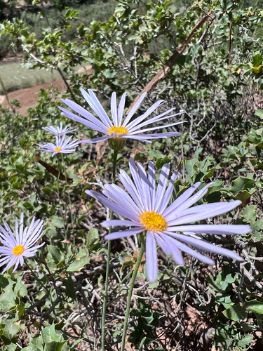Utah Fleabane (Erigeron utahensis)