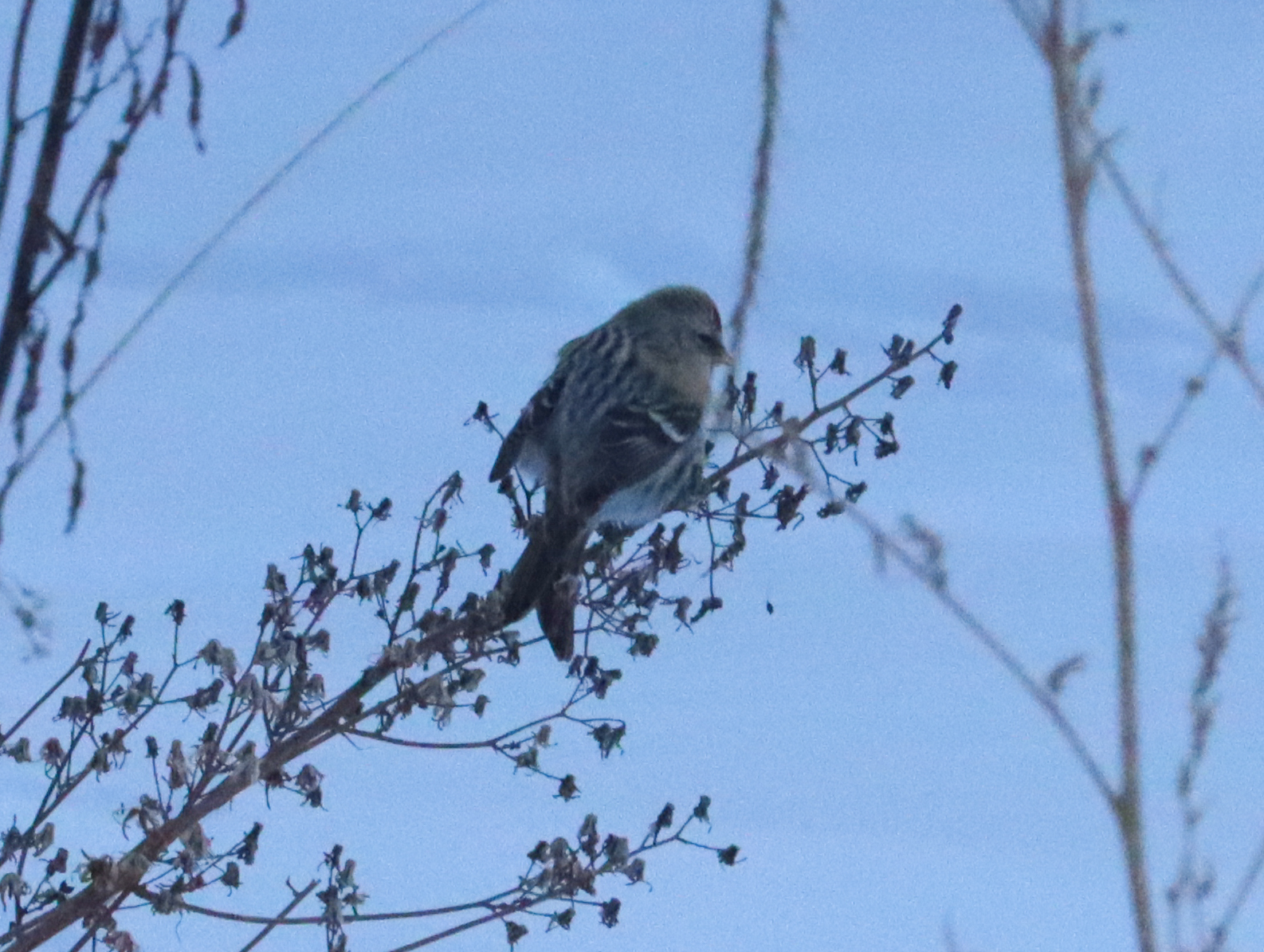 Redpoll