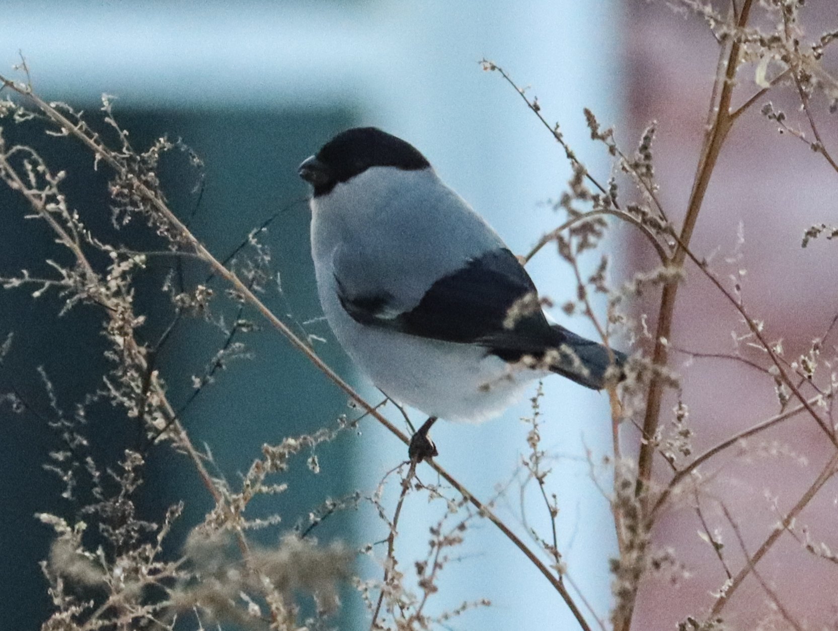 Eurasian Bullfinch
