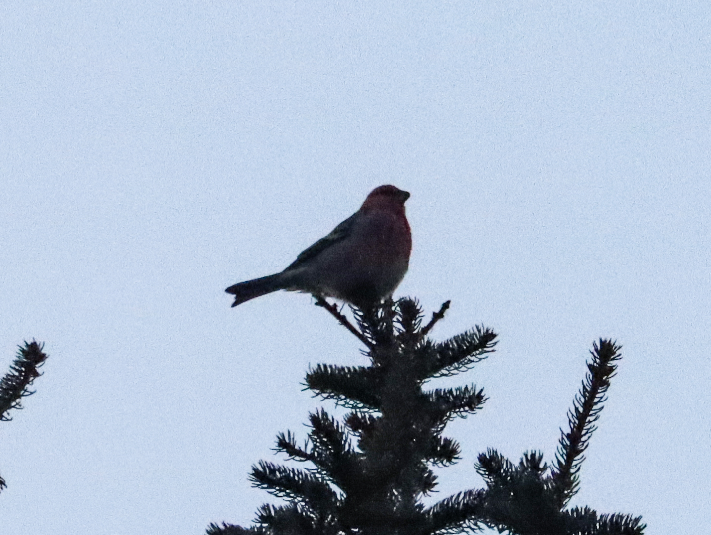 Pine Grosbeak