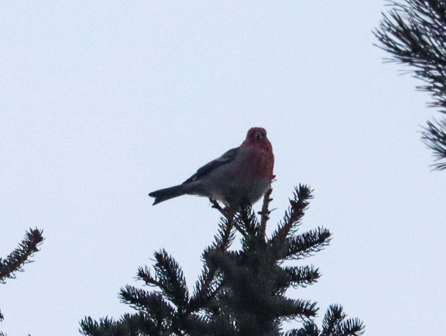 Pine Grosbeak