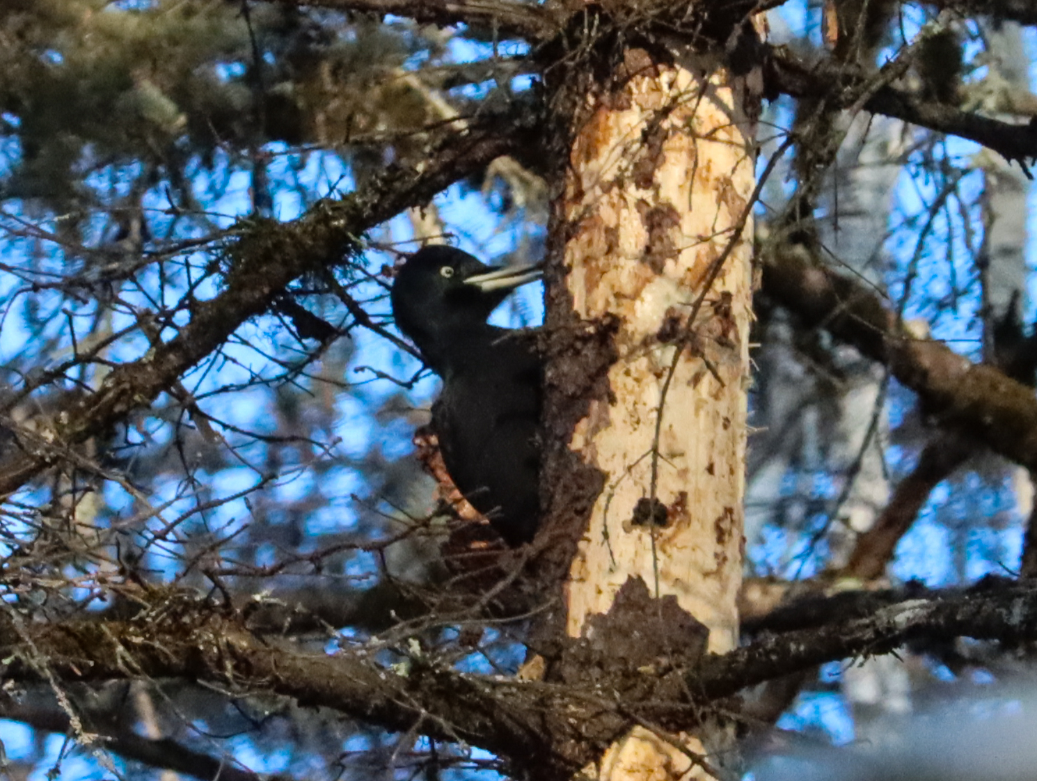 Black Woodpecker