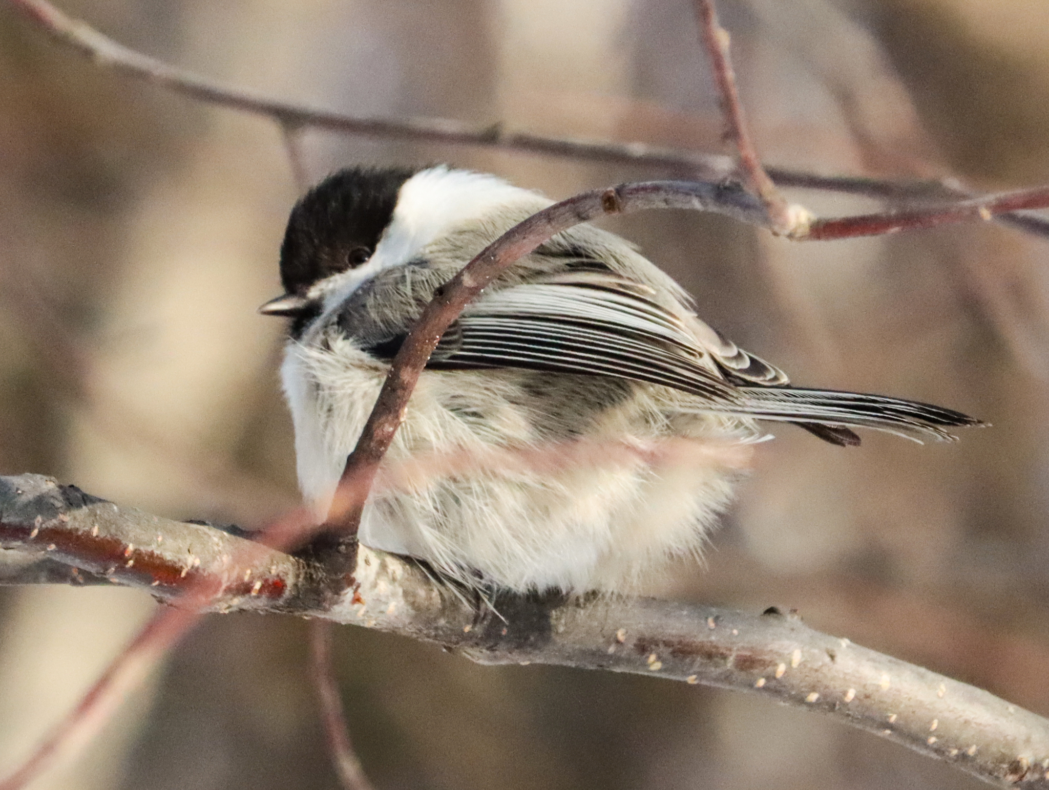 Willow Tit