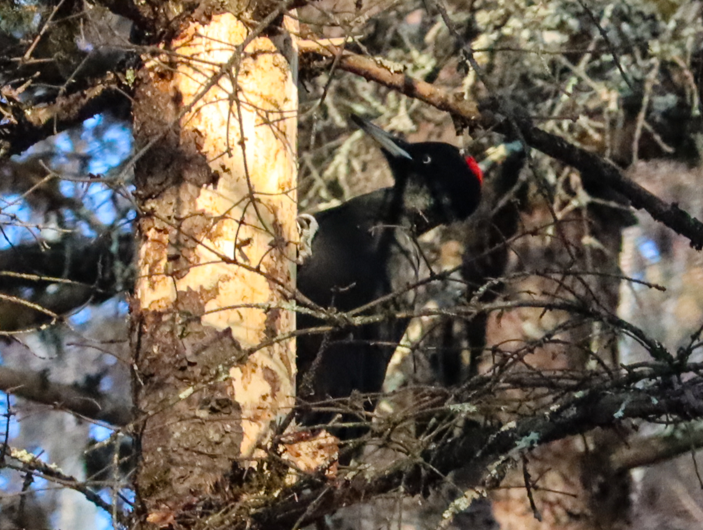 Black Woodpecker