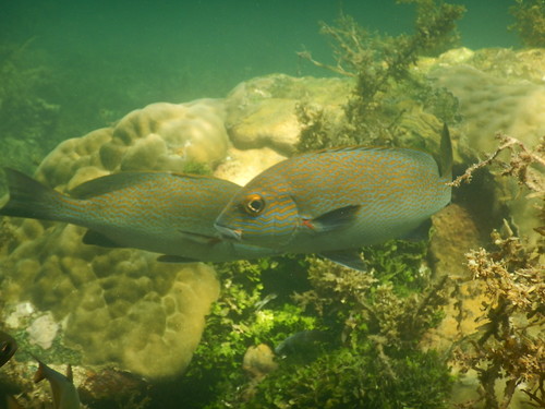 Goldspotted Sweetlips