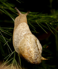 Urocyclidae