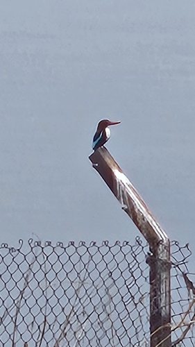 White-throated Kingfisher