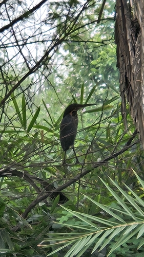 Black Bittern
