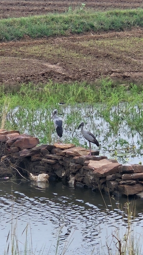 Asian Openbill