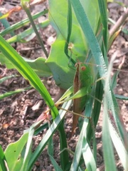 Orthoptera