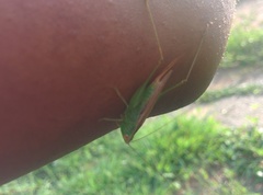 Orthoptera