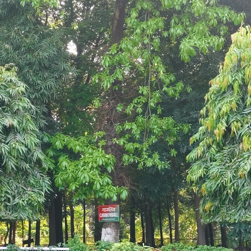 Cannonball Tree