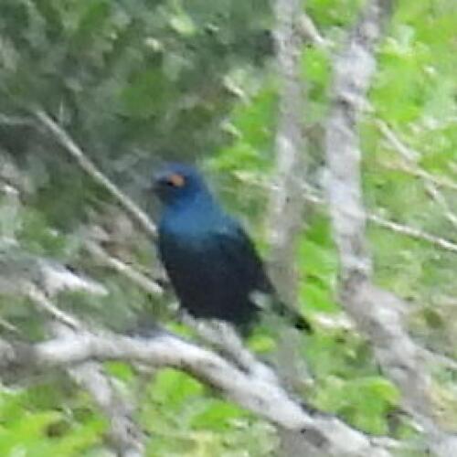 Black-bellied Starling (Notopholia corusca), photo 6
