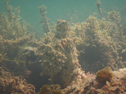 Day Octopus