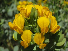 Rafnia globosa