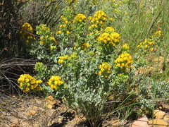 Rafnia globosa