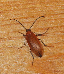 Pseudocistela ceramboides