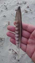 Numenius phaeopus variegatus