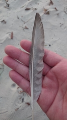 Numenius phaeopus variegatus