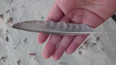 Numenius phaeopus variegatus