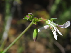 Pelargonium patulum patulum