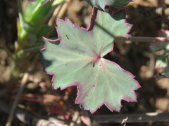 Pelargonium patulum patulum