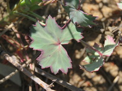 Pelargonium patulum patulum