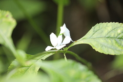Hymenopus coronatus